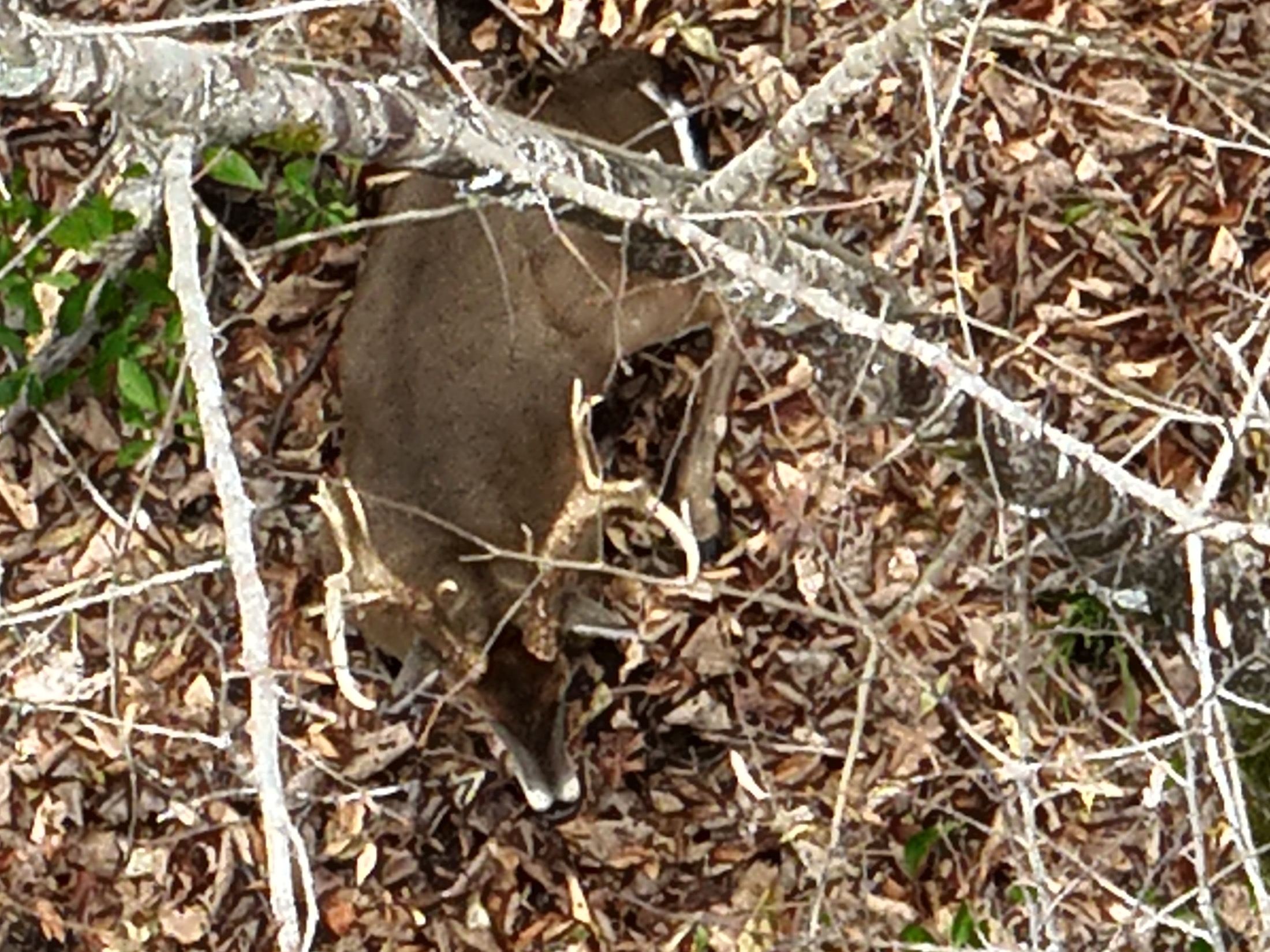 Aerial survey view of a deer located during recovery support