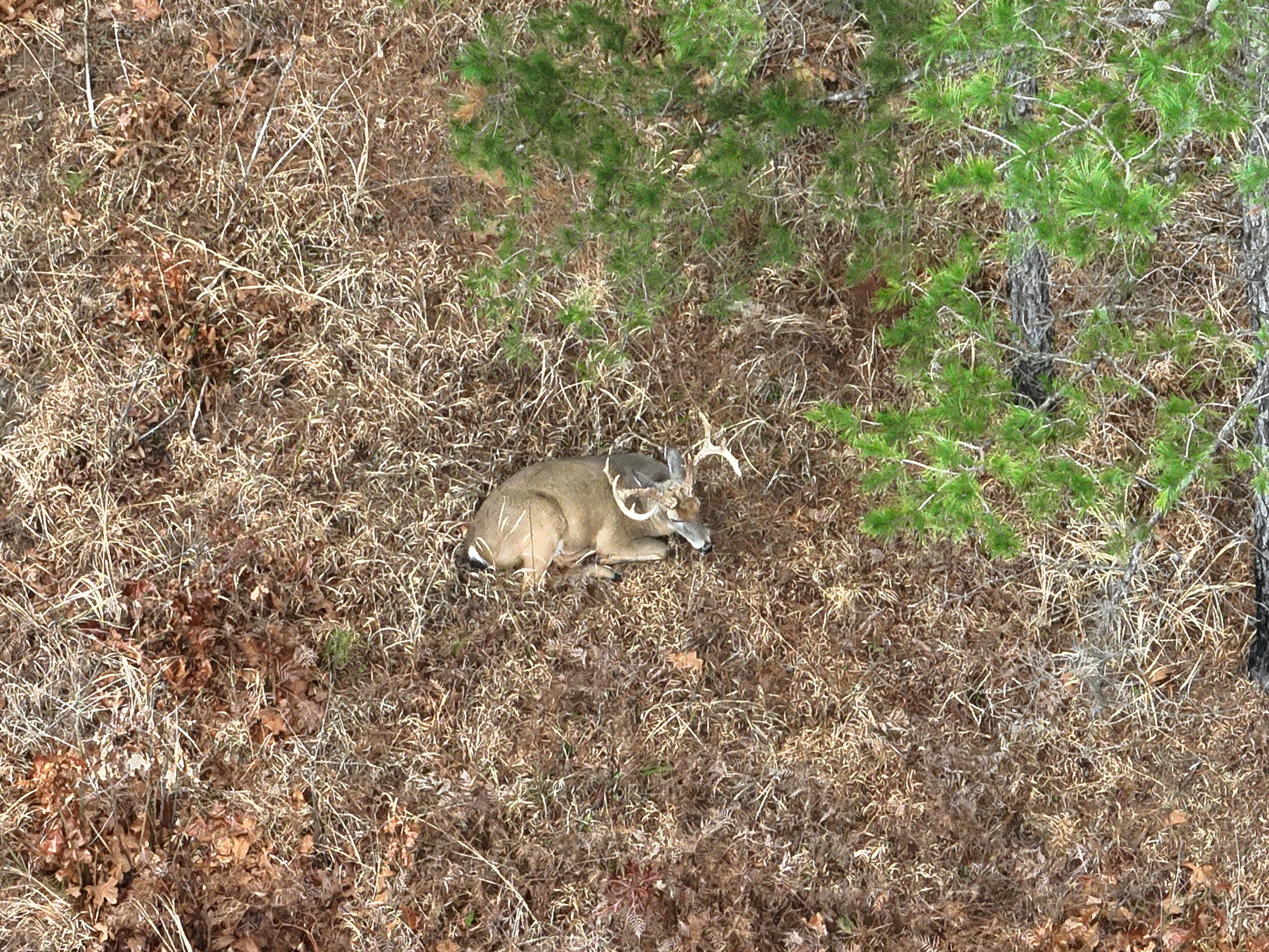 Aerial recovery view of a deer located in Alabama field cover
